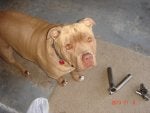 Dog Dog breed Canidae American pit bull terrier Snout